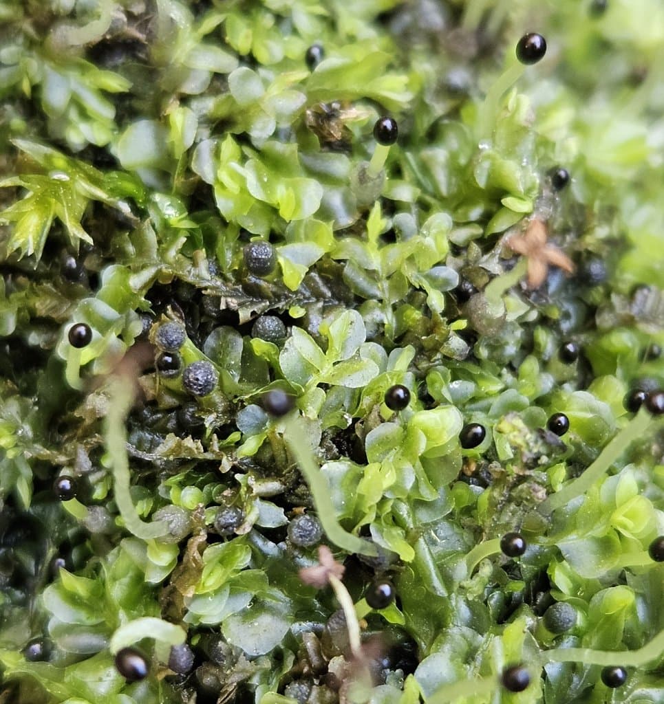 Chiloscyphus polyanthos (L.) Corda