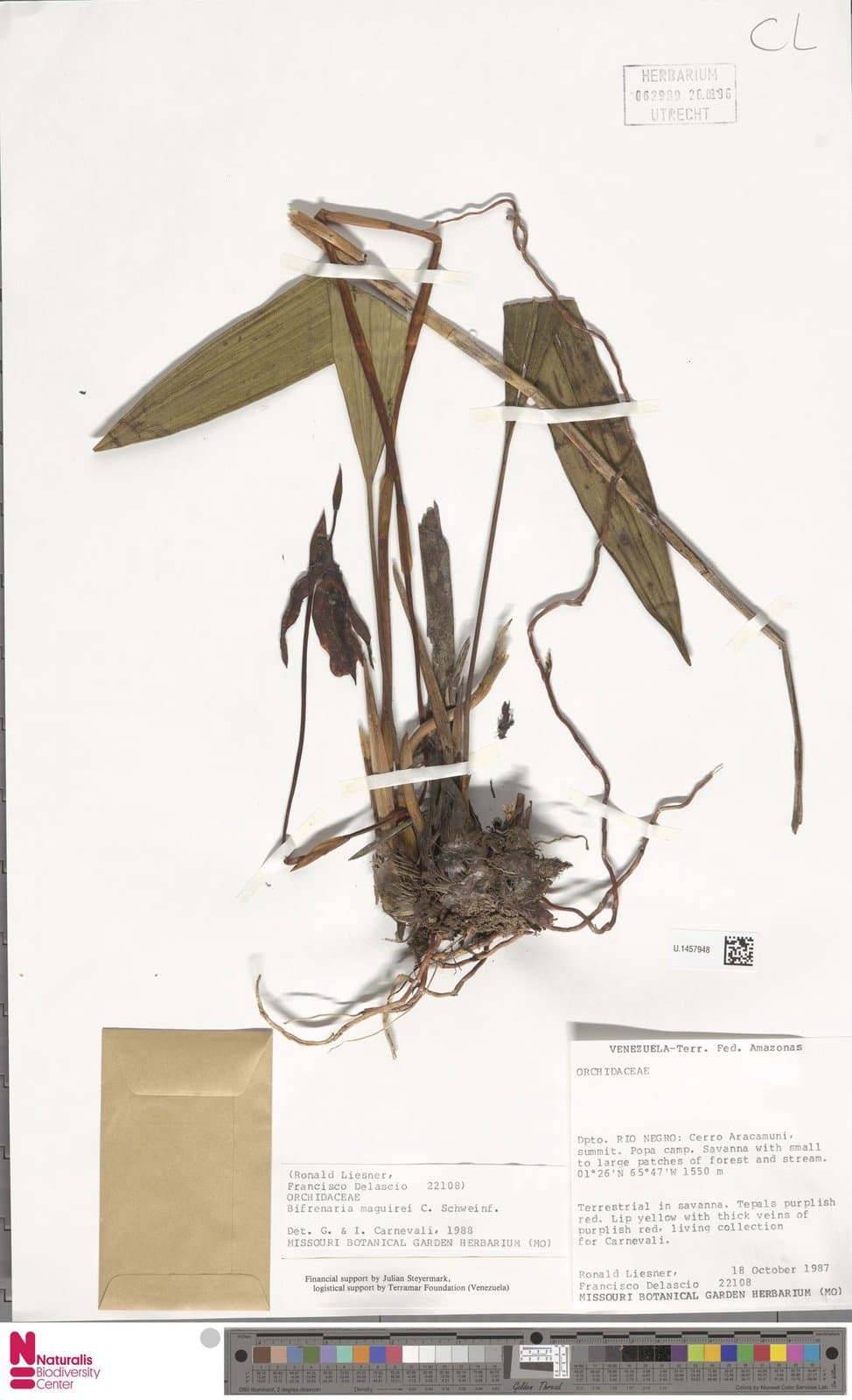 Guanchezia maguirei (C.Schweinf.) G.A.Romero & Carnevali