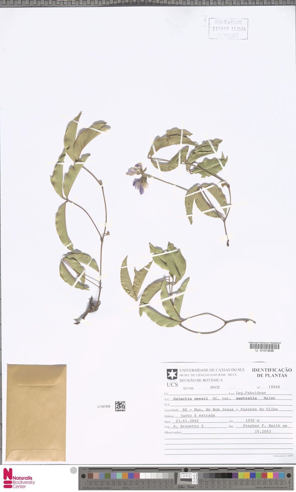 Betencourtia australis (Malme) L.P.Queiroz