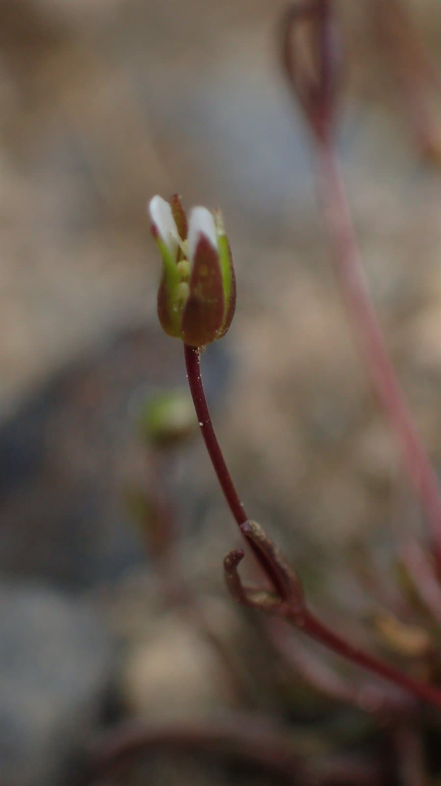 Sabulina stricta (Sw.) Rchb.