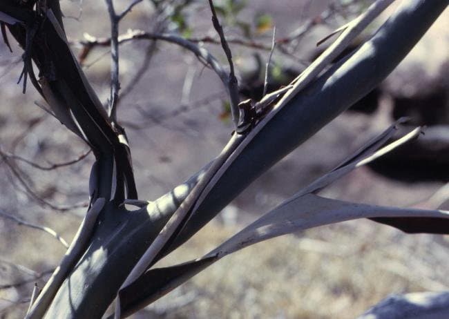 Leptospermum luehmannii F.M.Bailey