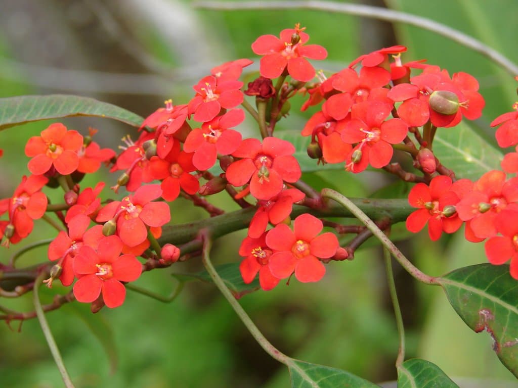Euphorbia fulgens Karw. ex Klotzsch