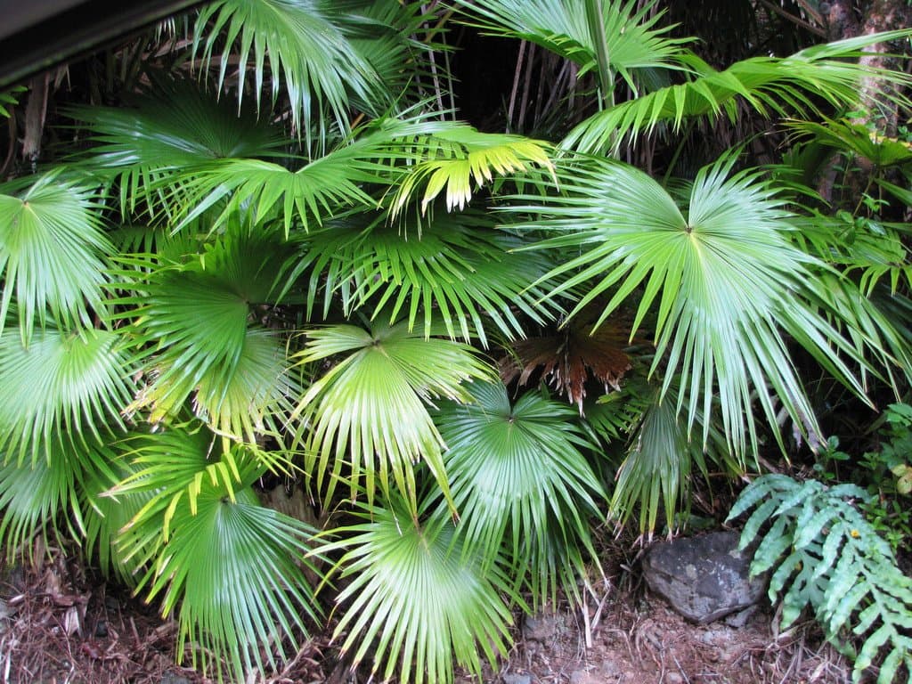 Livistona chinensis (Jacq.) R.Br. ex Mart.
