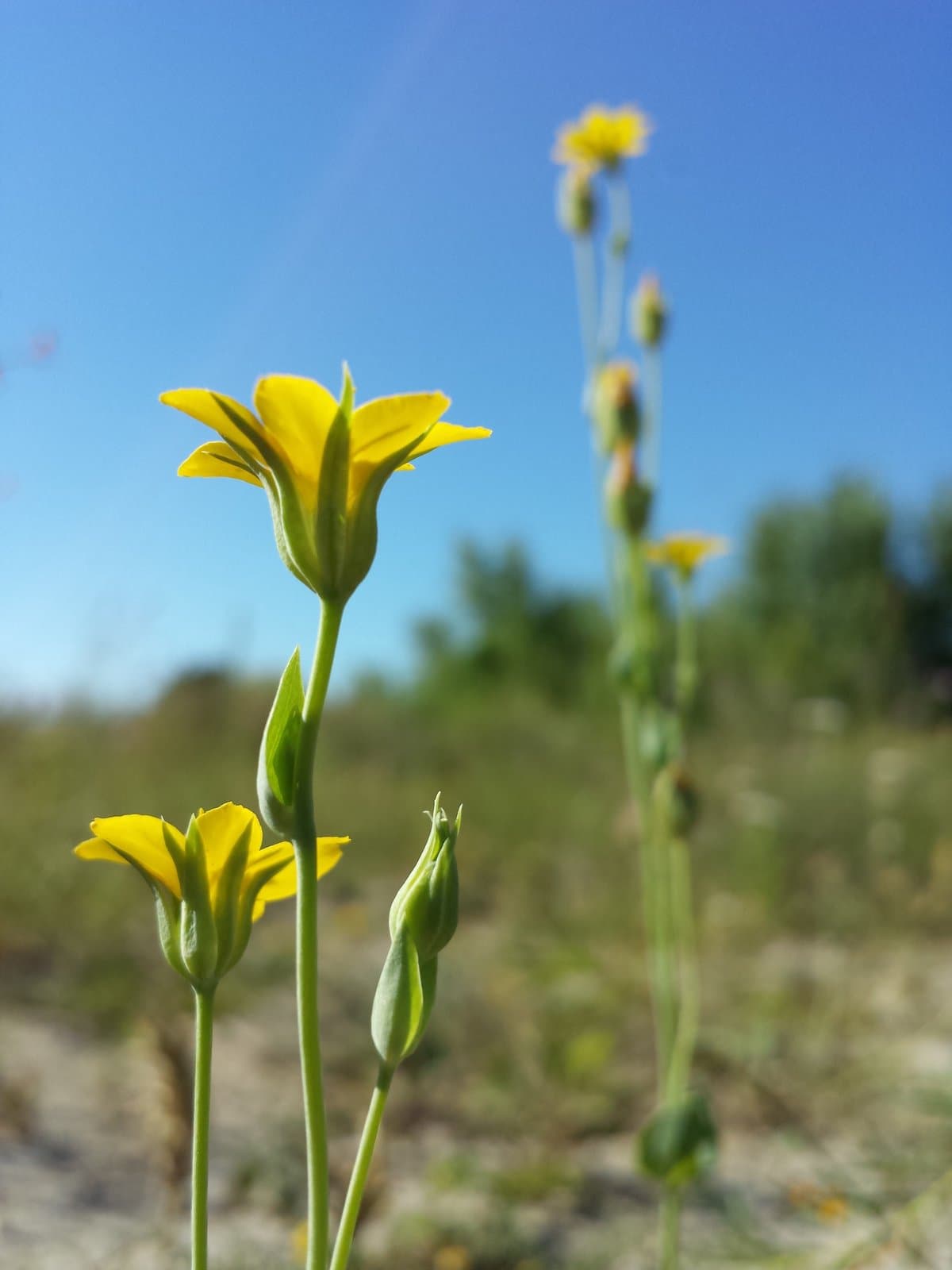Blackstonia acuminata (W.D.J.Koch & Ziz) Domin