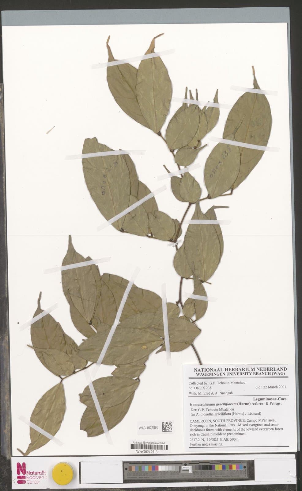 Englerodendron graciliflorum (Harms) Estrella & Ojeda