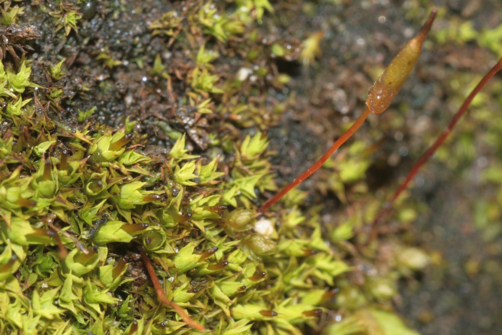 Encalypta alpina Sm.