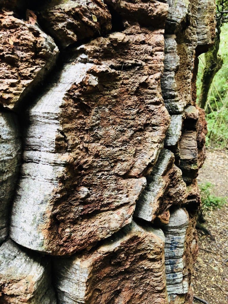Araucaria araucana (Molina) K.Koch