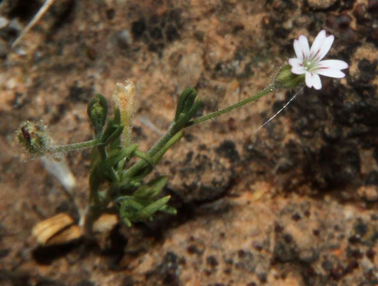 Psammophiliella tubulosa (Jaub. & Spach) Ikonn.