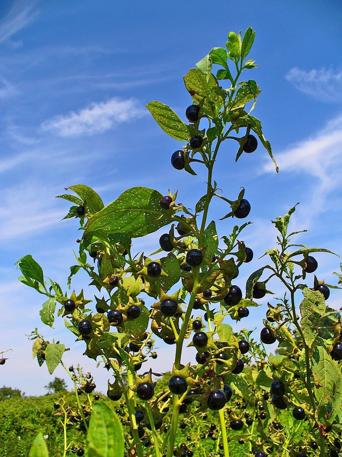 Atropa belladonna L.