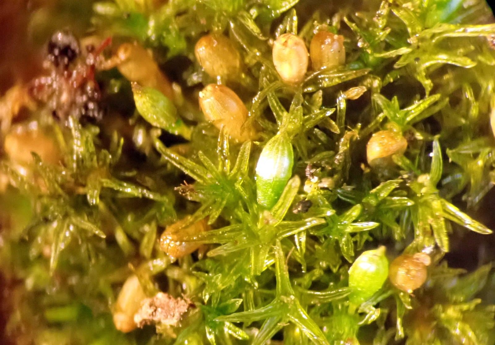 Orthotrichum rogeri Brid.