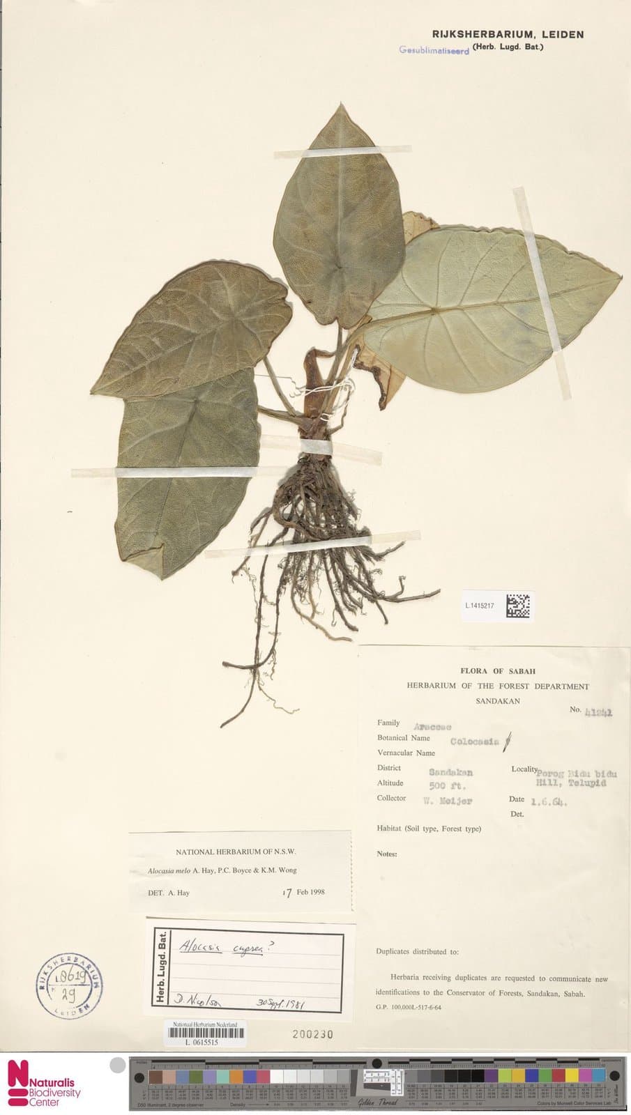 Alocasia melo A.Hay, P.C.Boyce & K.M.Wong