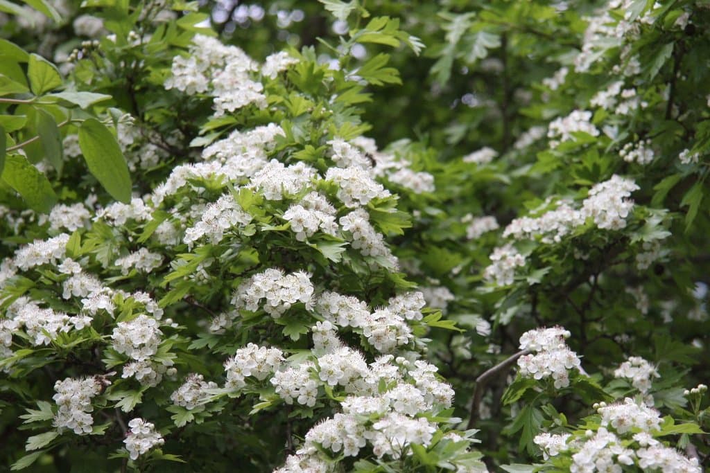 Crataegus rhipidophylla Gand.