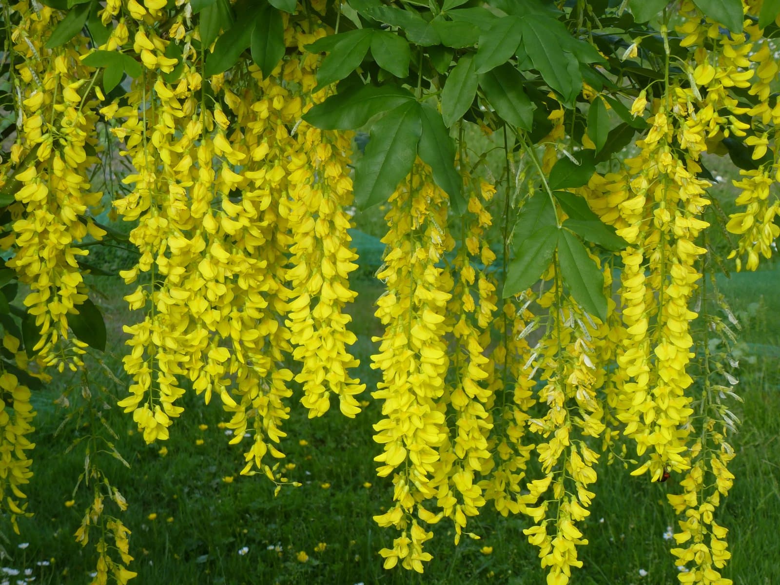 Laburnum ×watereri (A.C.Rosenthal & Bermann) Dippel