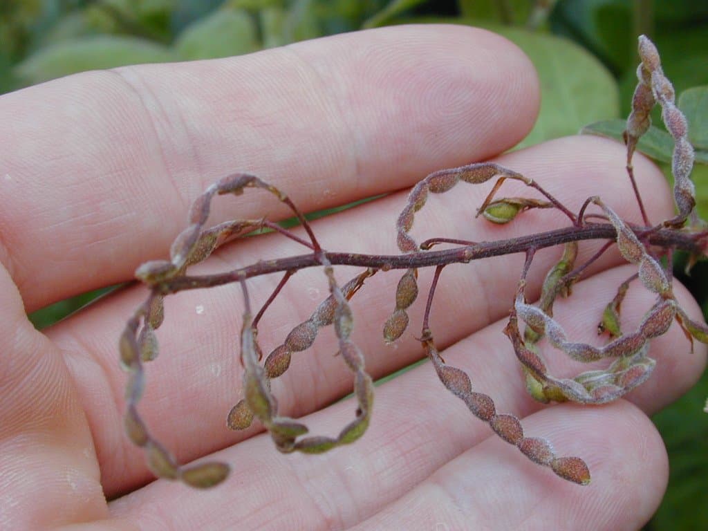 Desmodium intortum (Mill.) Urb.