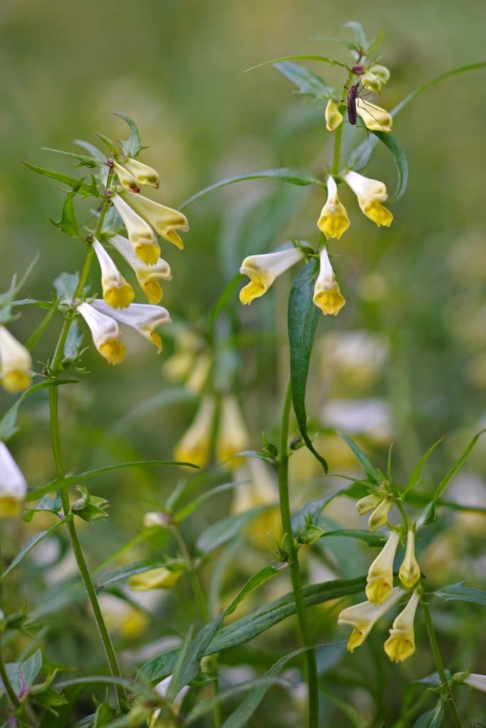 Melampyrum pratense L.