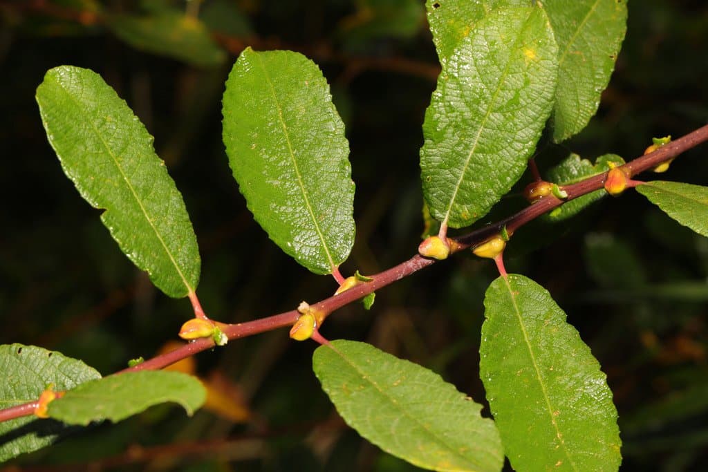 Salix cinerea L.