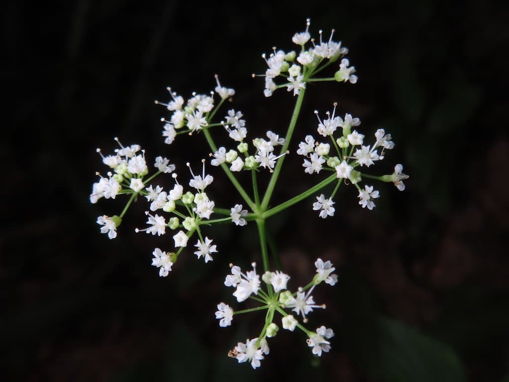 Spuriopimpinella calycina (Maxim.) Kitag.