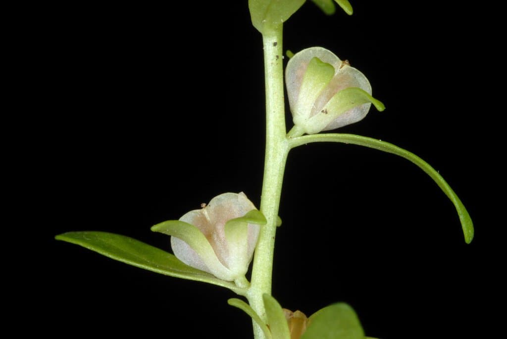 Veronica peregrina L.