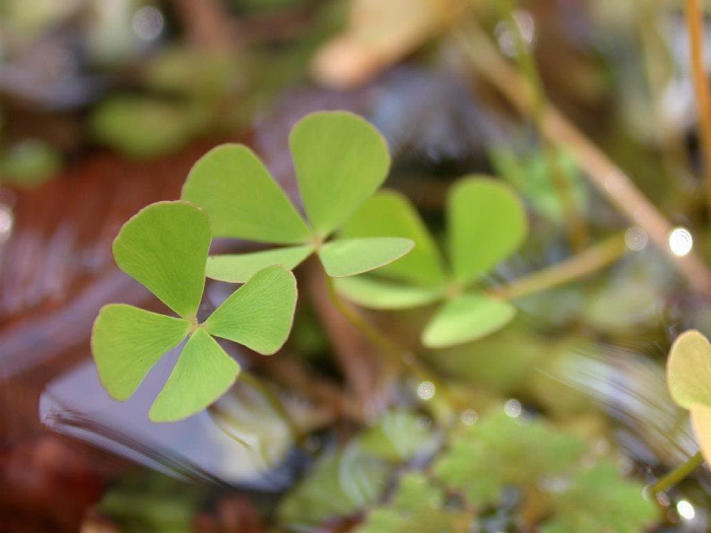 Marsilea quadrifolia L.
