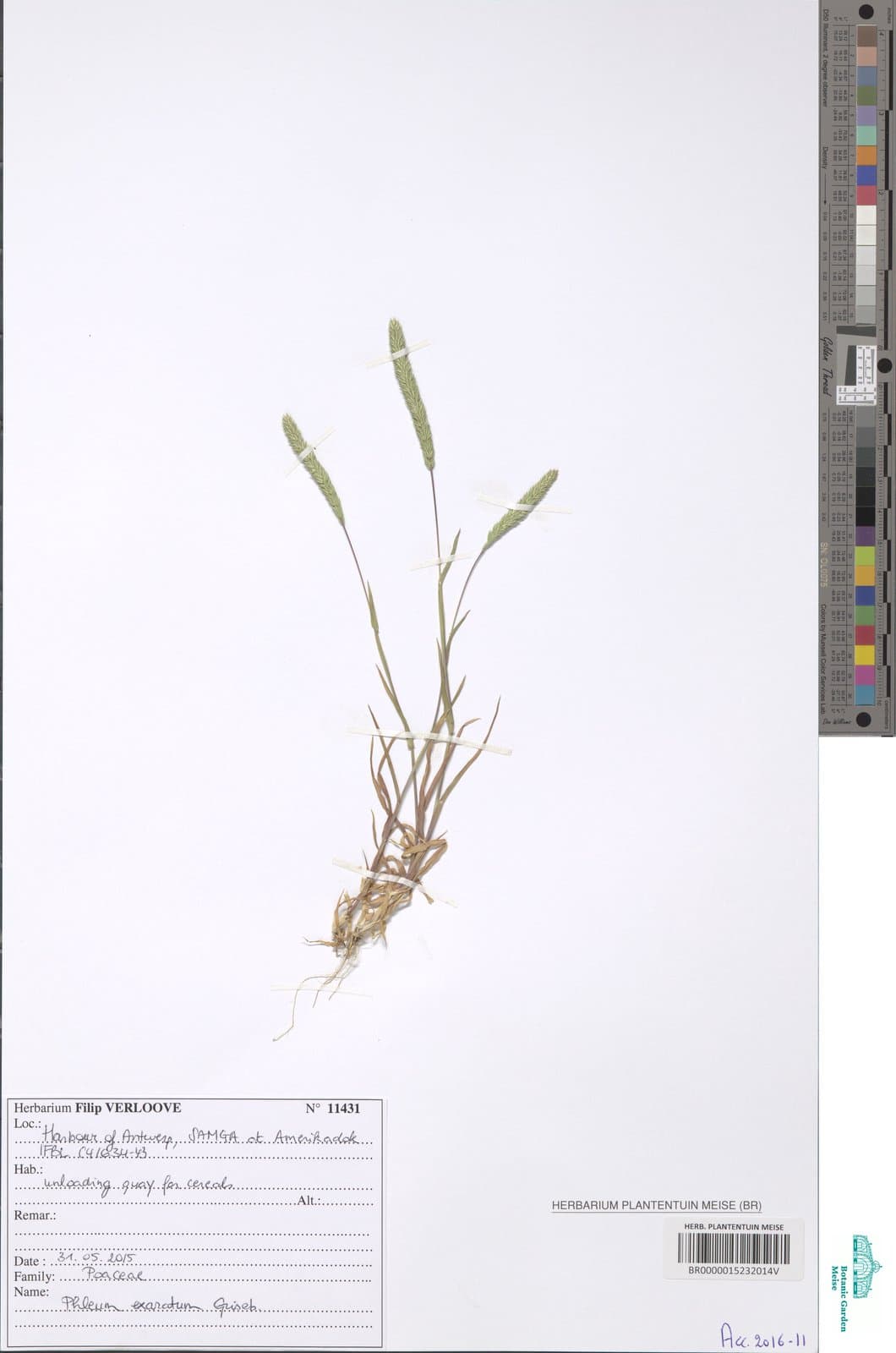 Phleum exaratum Griseb.