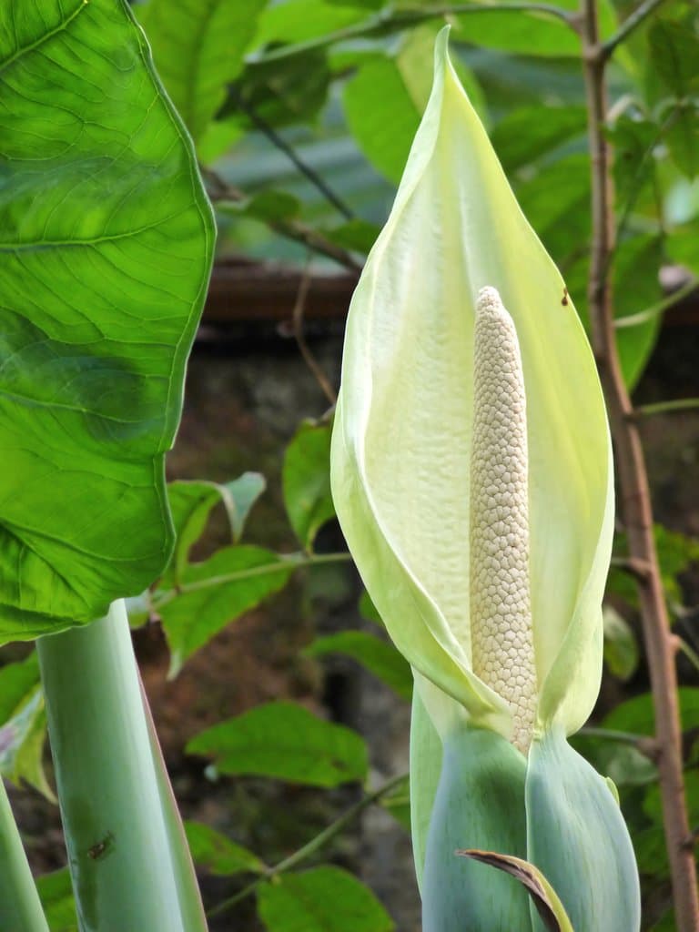 Xanthosoma sagittifolium (L.) Schott