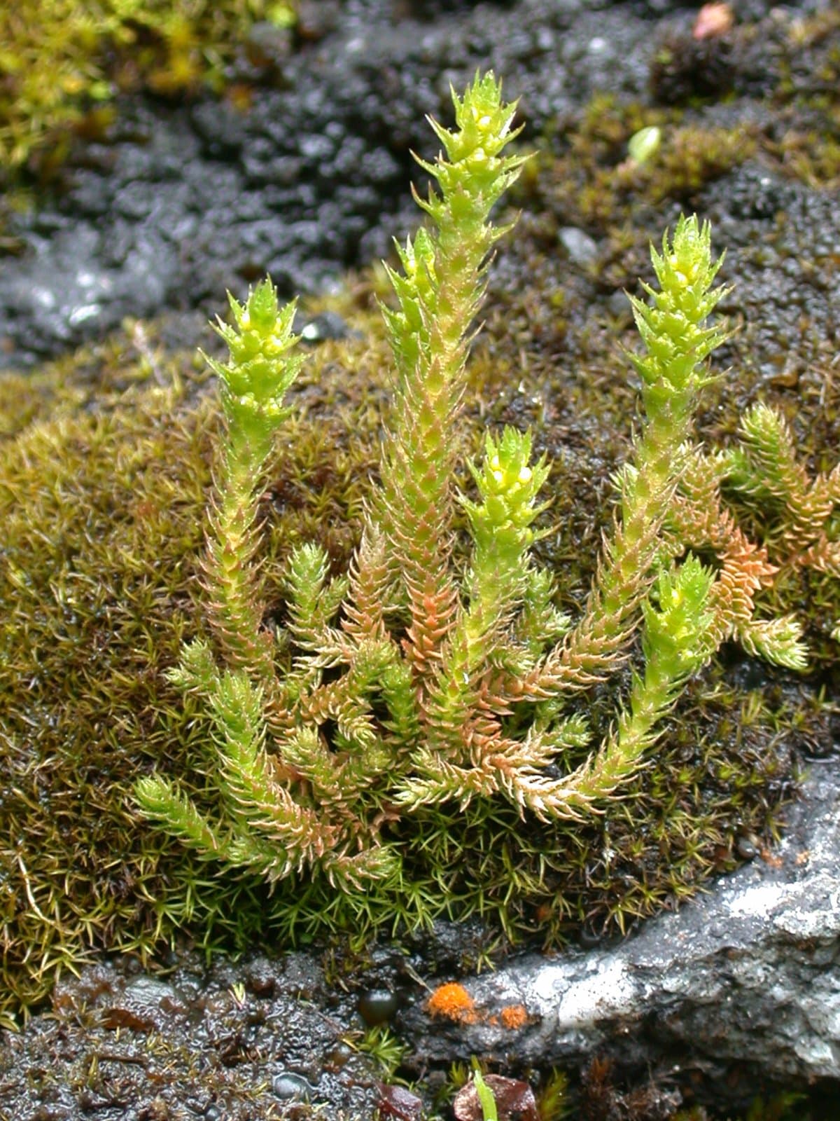 Selaginella selaginoides (L.) Schrank & C.F.P.Mart.