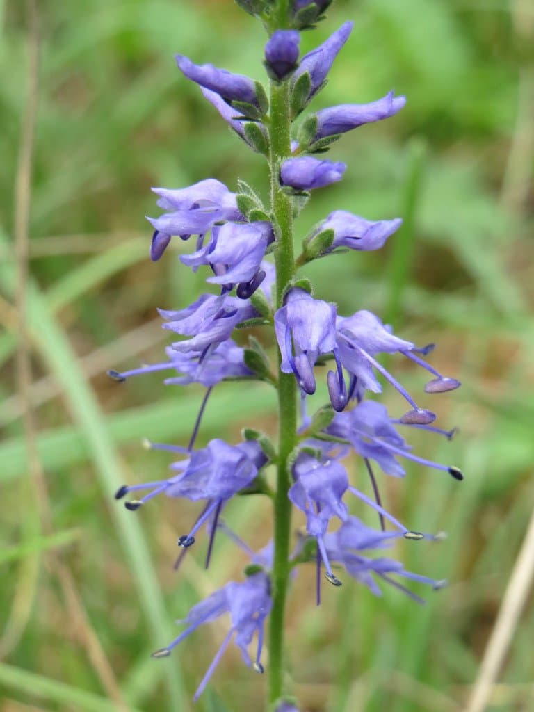Veronica spicata L.