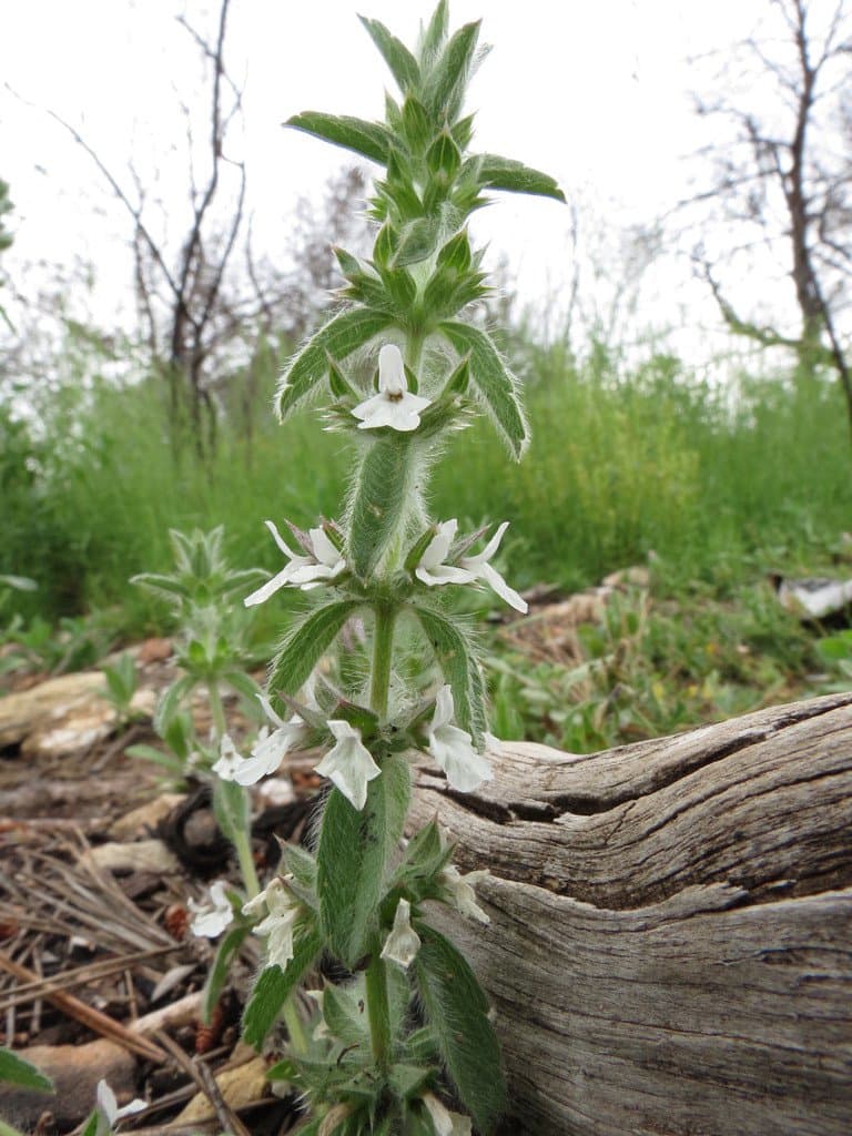 Sideritis romana L.