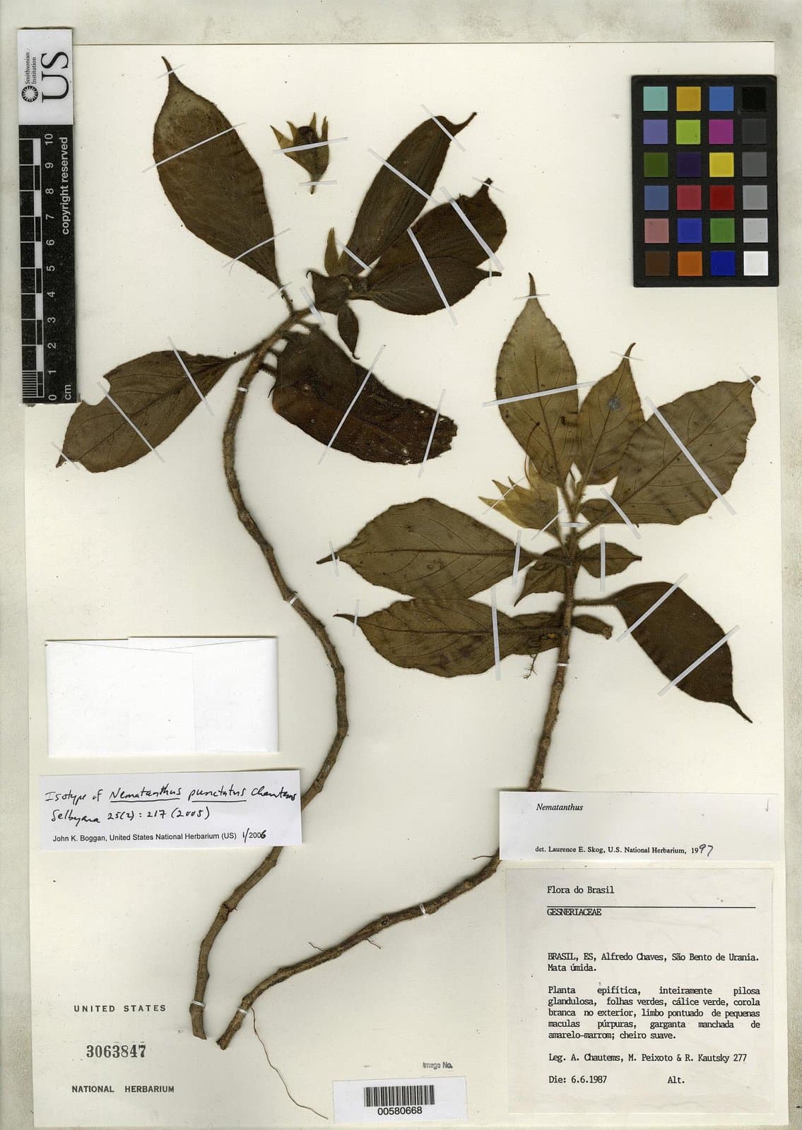 Nematanthus punctatus Chautems