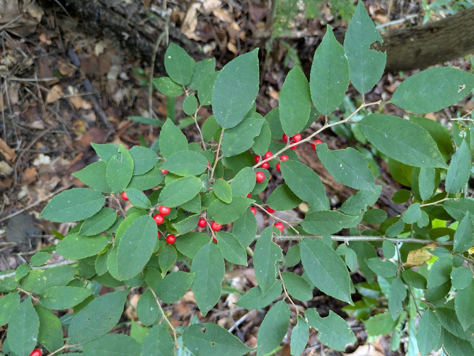 Ilex serrata Thunb.
