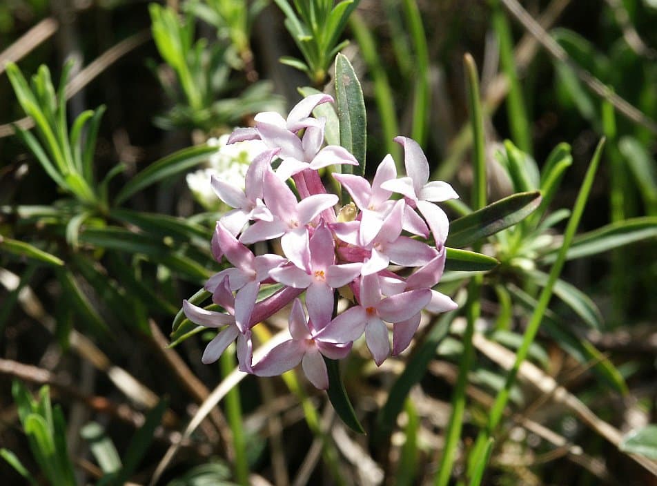 Daphne striata Tratt.