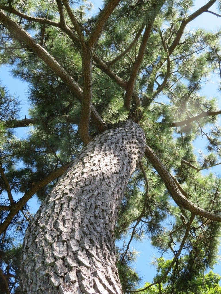 Pinus thunbergii Parl.