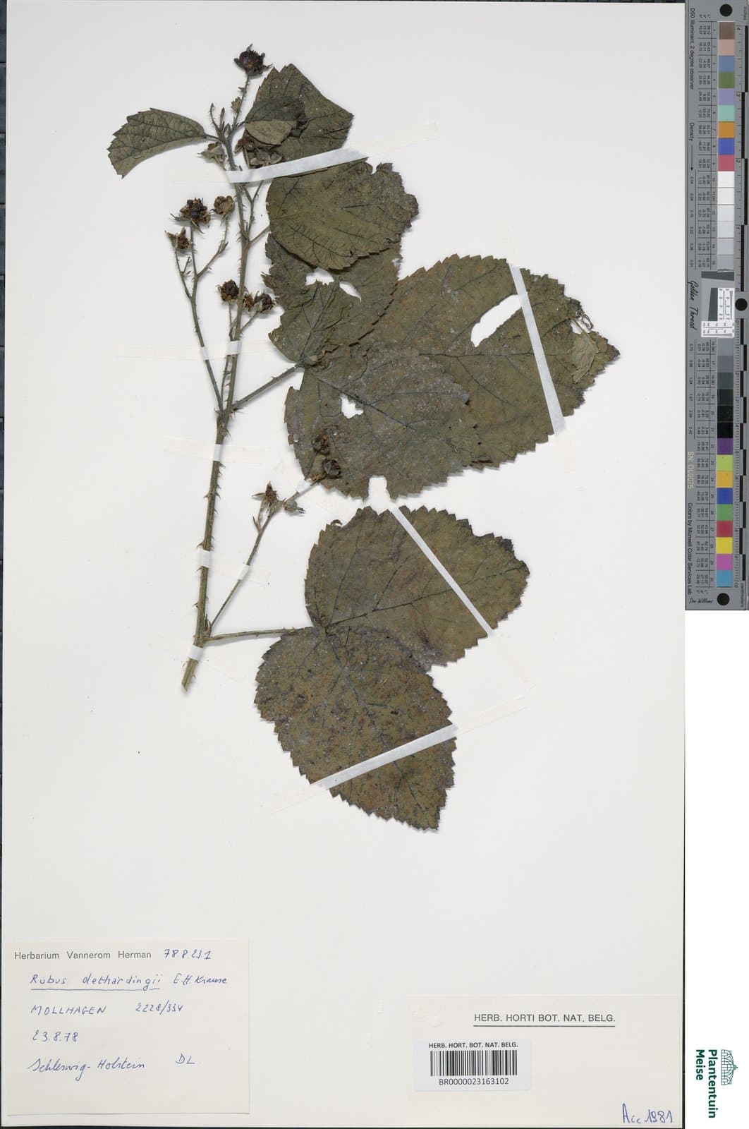 Rubus dethardingii E.H.L.Krause