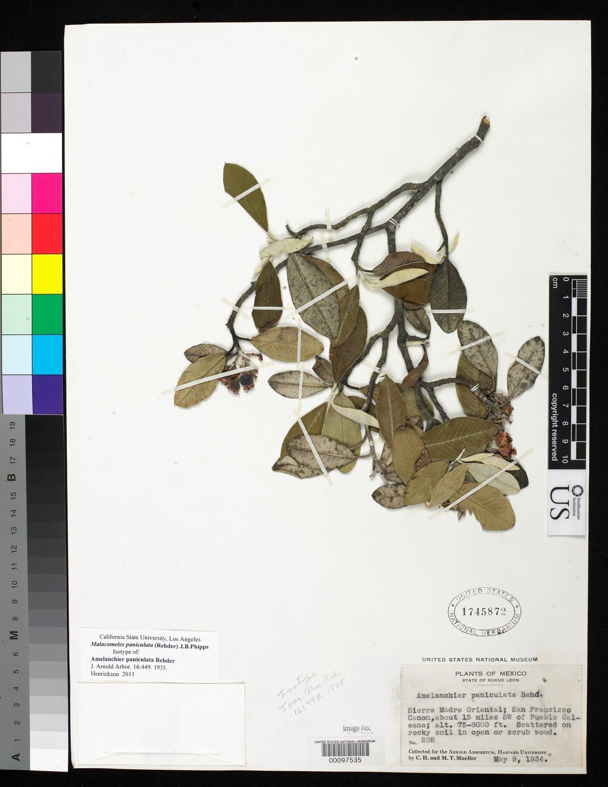 Malacomeles paniculata (Rehder) J.B.Phipps