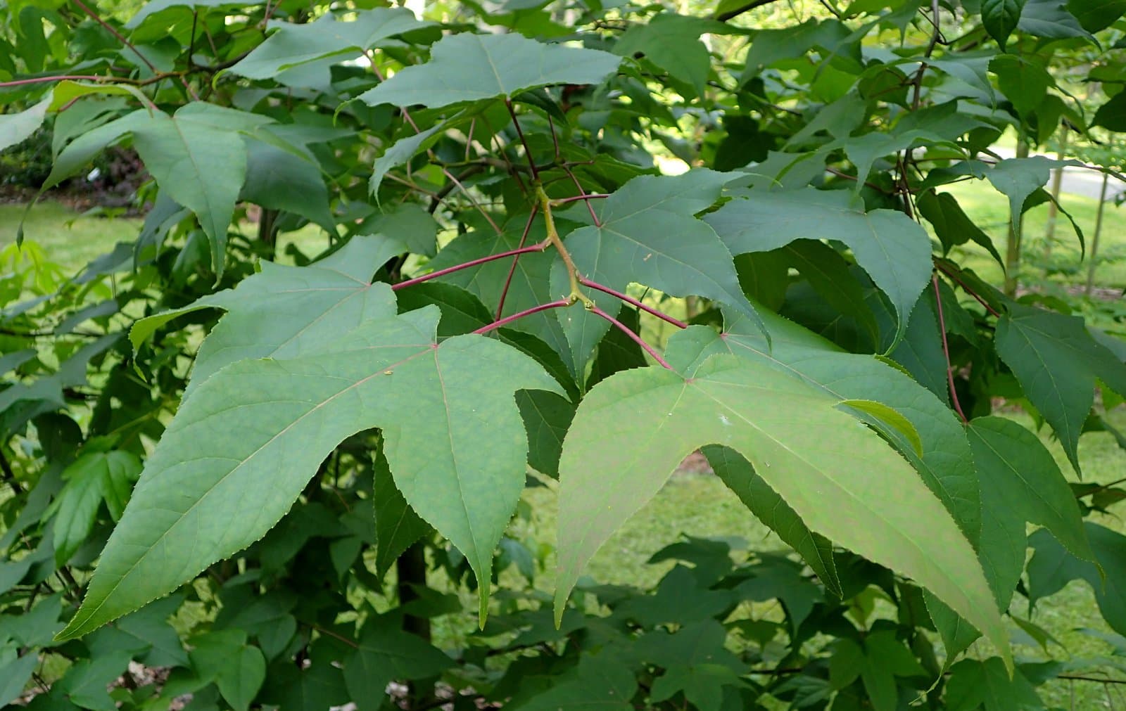 Liquidambar acalycina H.T.Chang