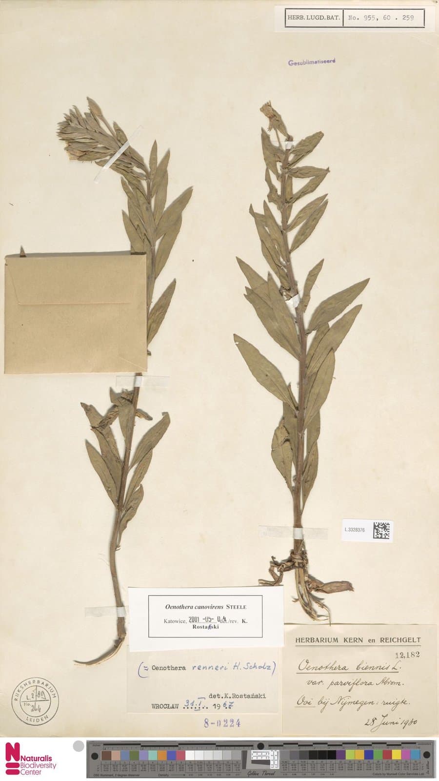 Oenothera ×renneri H.Scholz