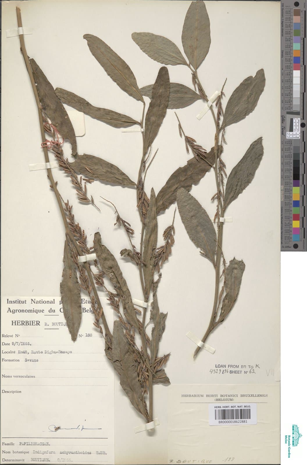 Indigofera achyranthoides Taub.