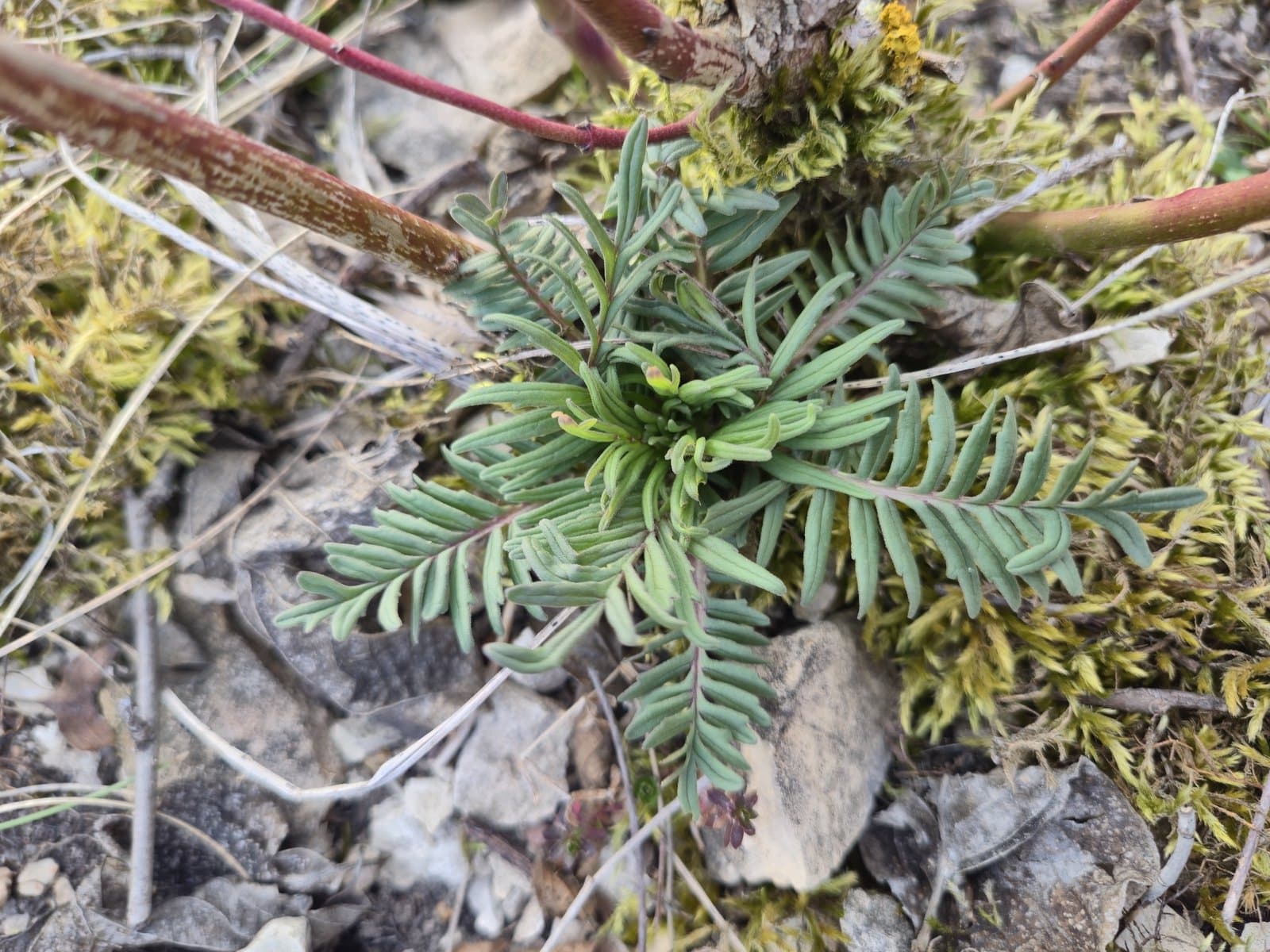 Valeriana pratensis Dierb.