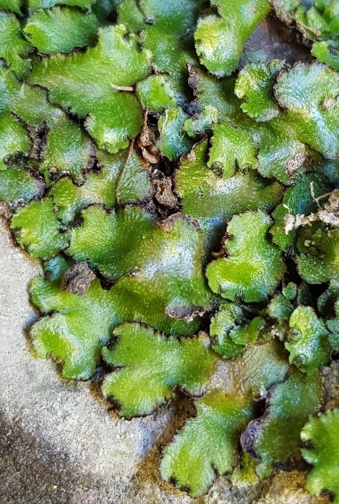 Reboulia hemisphaerica (L.) Raddi