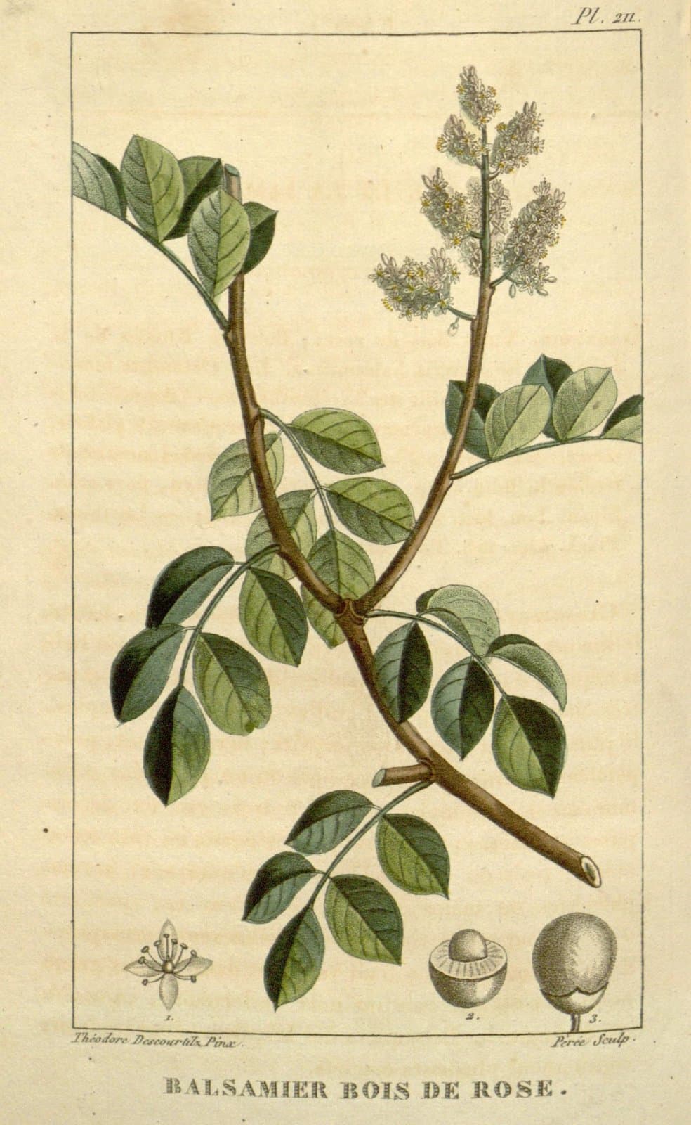 Amyris balsamifera L.