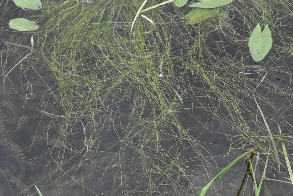 Potamogeton trichoides Cham. & Schltdl.