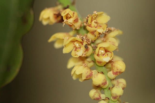 Pomatocalpa spicatum Breda