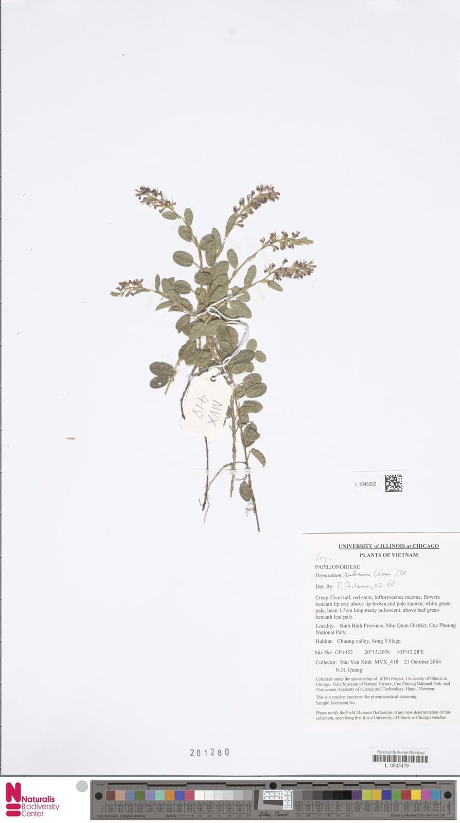 Grona rubra (Lour.) H.Ohashi & K.Ohashi