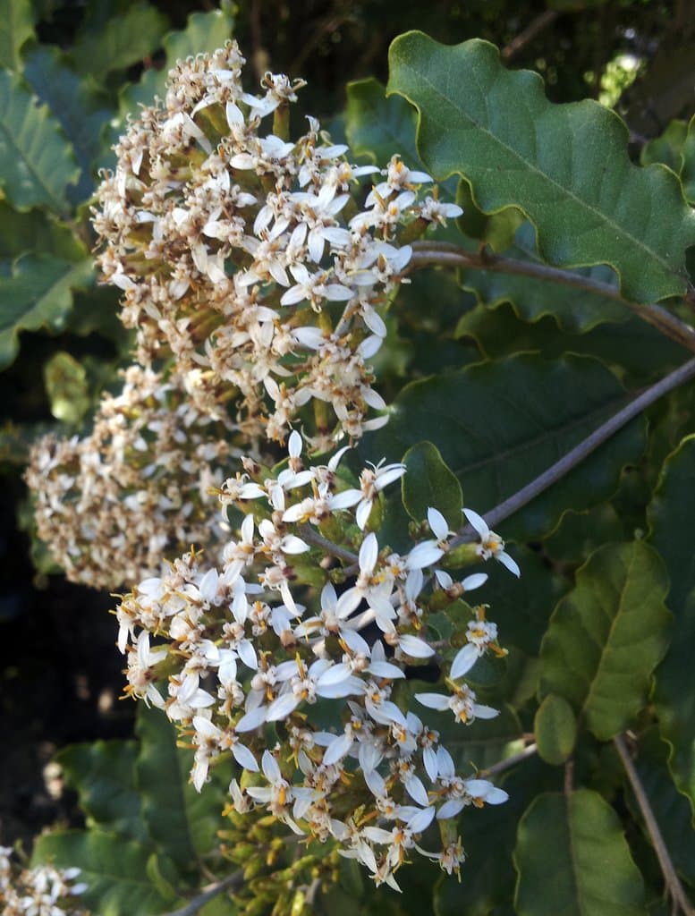 Olearia angulata Kirk