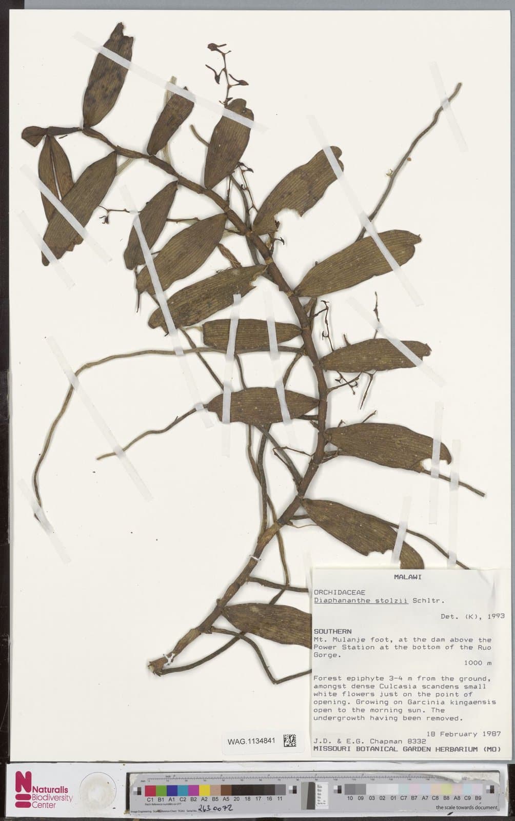 Rhipidoglossum stolzii (Schltr.) Garay