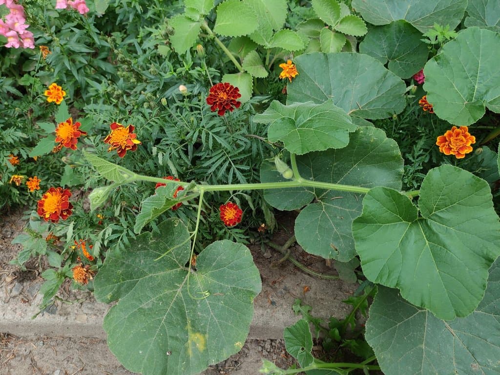 Cucurbita maxima Duchesne