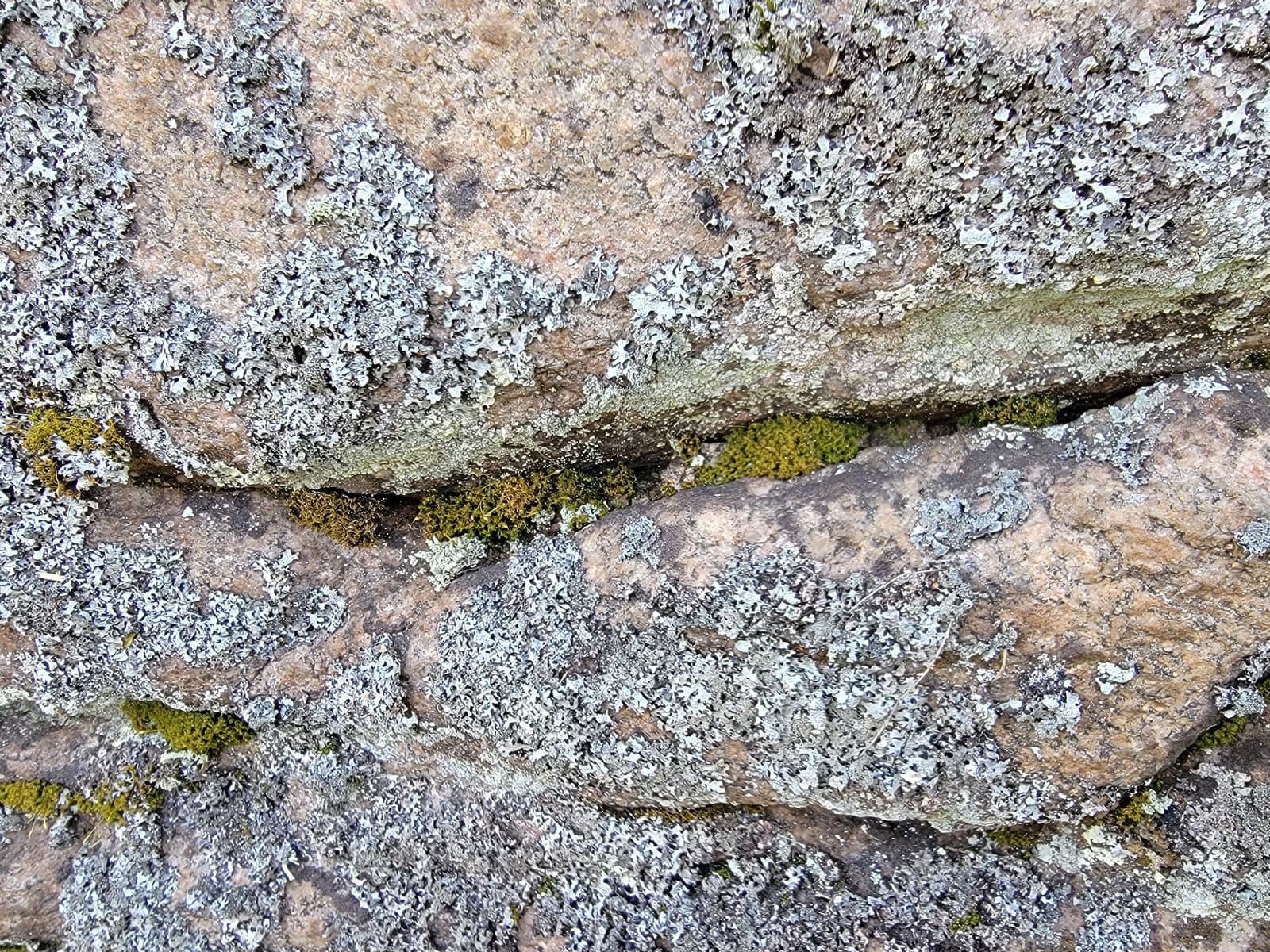Cynodontium bruntonii (Sm.) Bruch & Schimp.