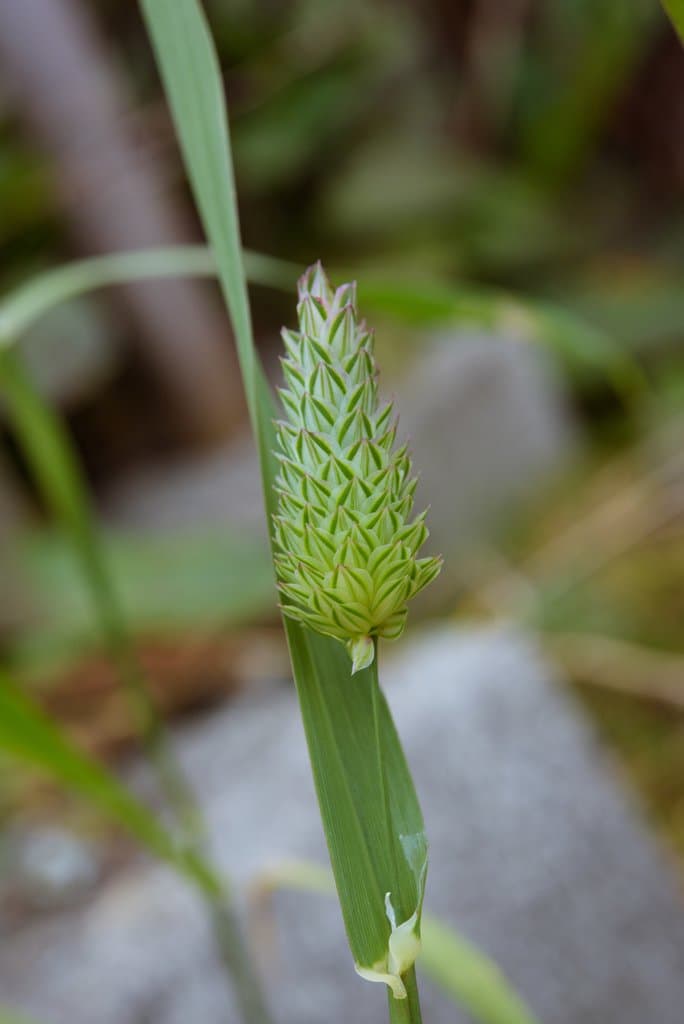 Phalaris canariensis L.
