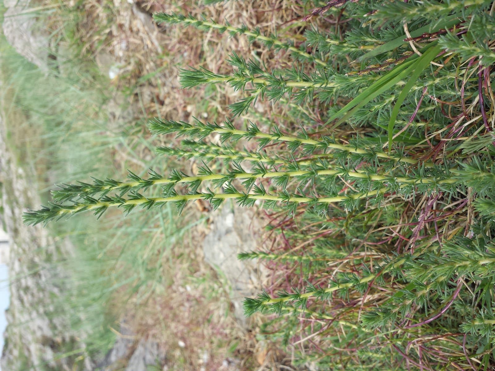Camphorosma monspeliaca L.