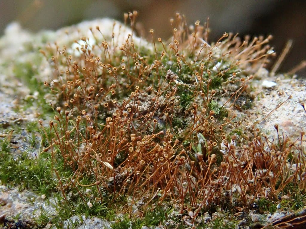 Seligeria donniana (Sm.) Müll.Hal.